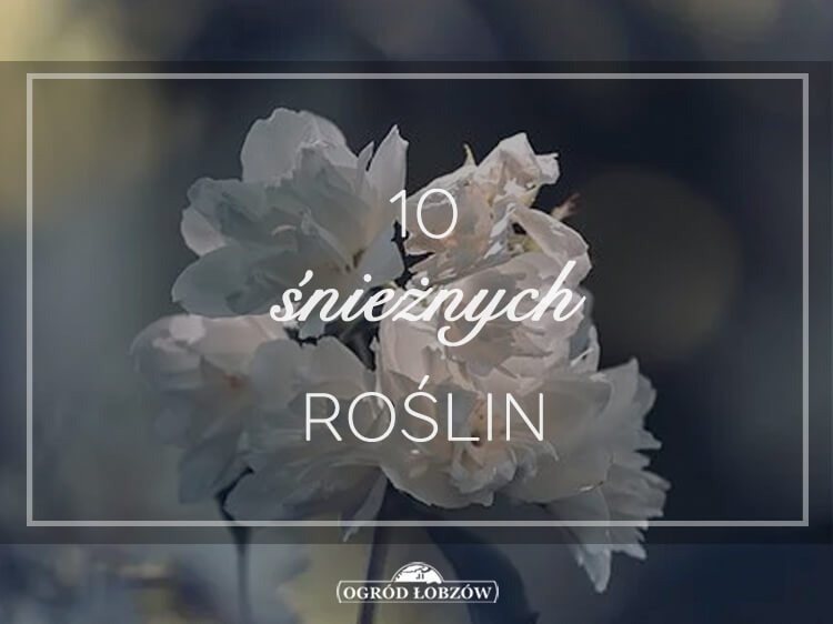 10 śnieżnych roślin