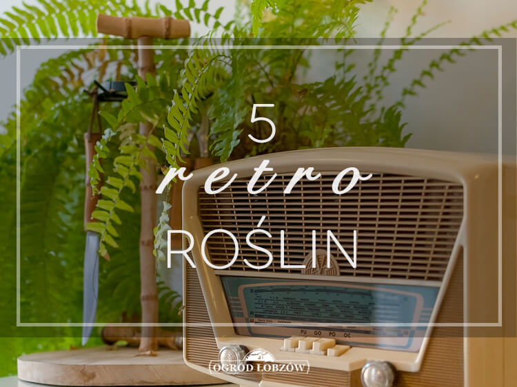 5 retro roślin