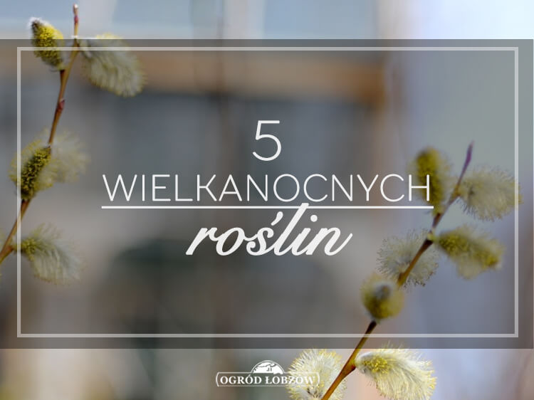 5 Wielkanocnych roślin