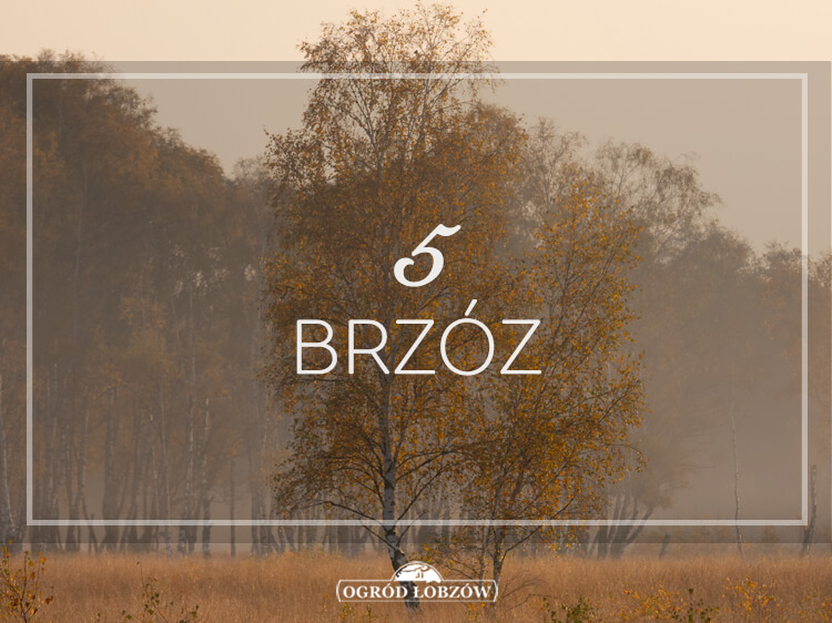 5 Brzóz
