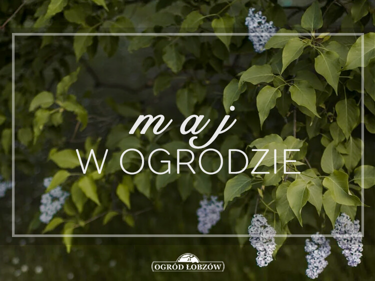 Maj w ogrodzie