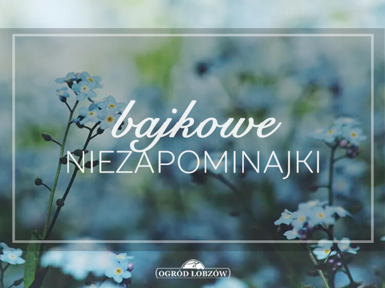 Bajkowe Niezapominajki