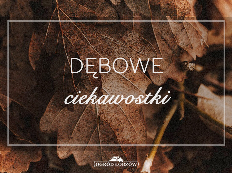 Dębowe ciekawostki