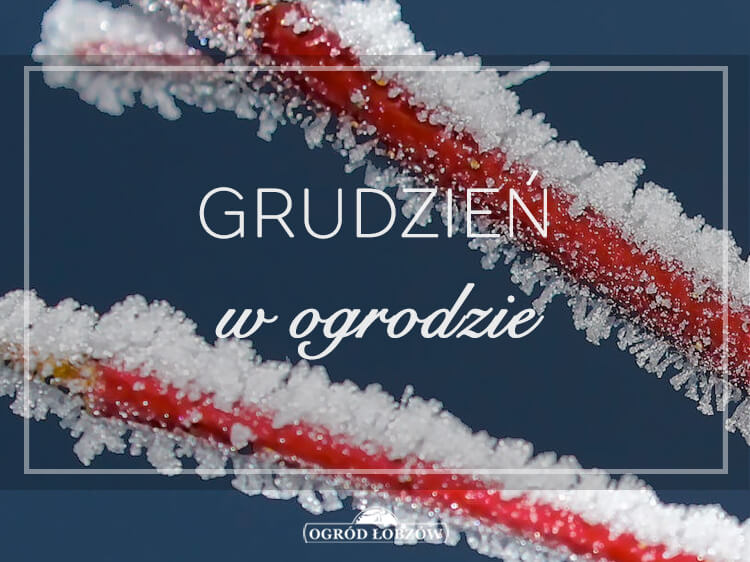 Grudzień w ogrodzie
