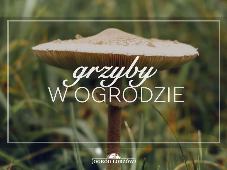 Grzyby w ogrodzie