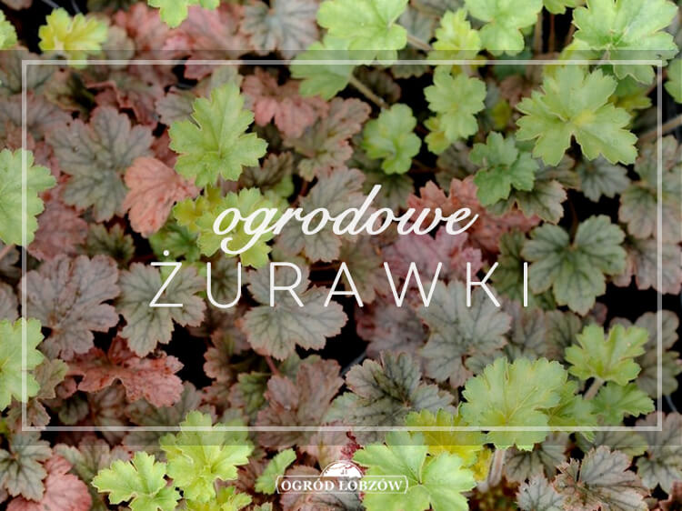 Żurawiki ogrodowe