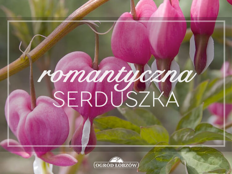 Romantyczna serduszka