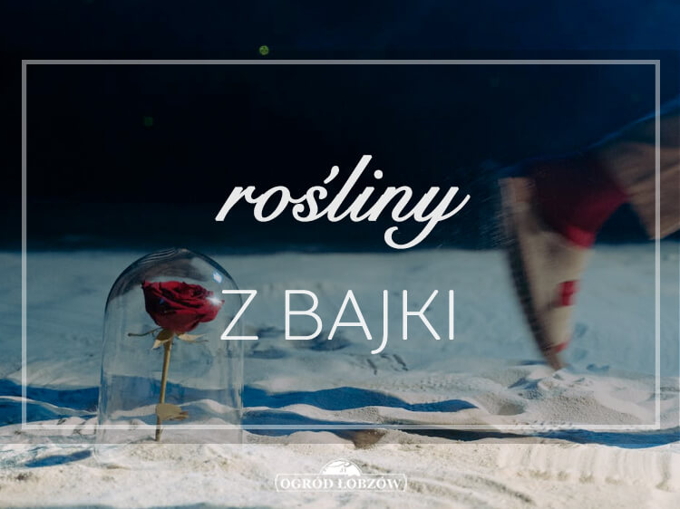 Rośliny z bajki