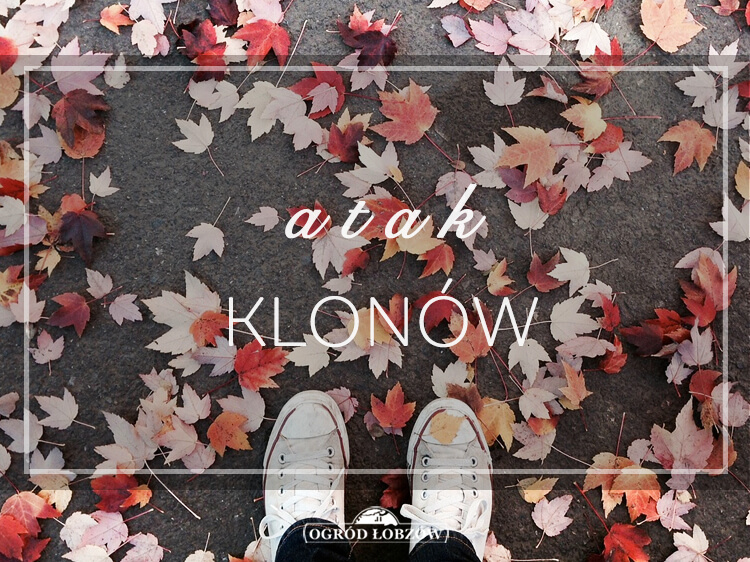 Atak Klonów