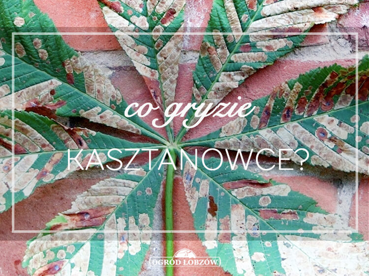 Co gryzie Kasztanowca
