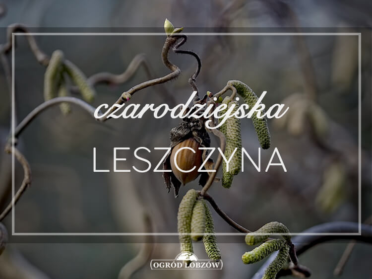 Czarodziejska Leszczyna