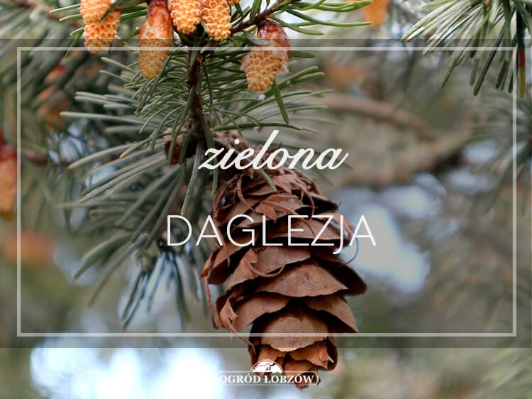 Zielona Daglezja