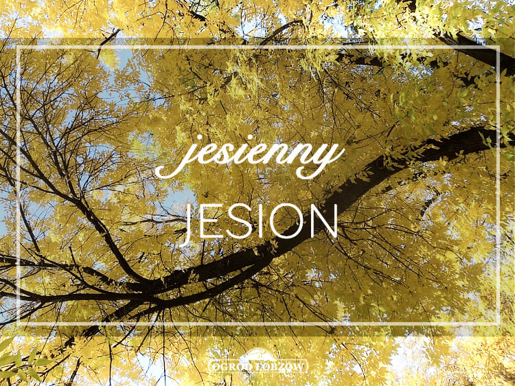 Jesienny Jesion