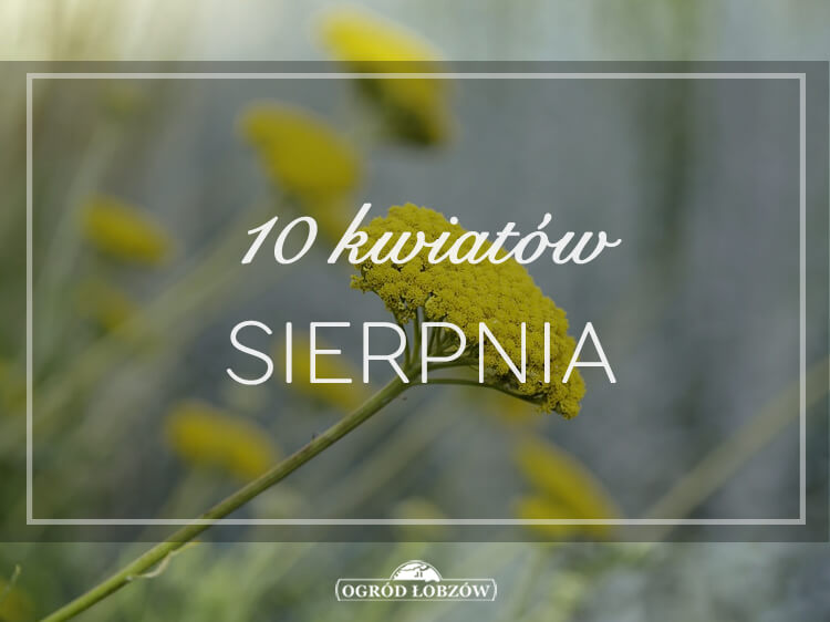 10 kwiatów sierpnia