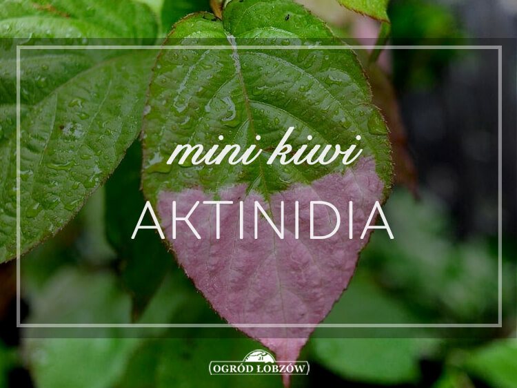 Mini kiwi Aktinidia