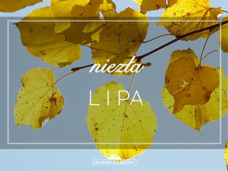 Niezła Lipa