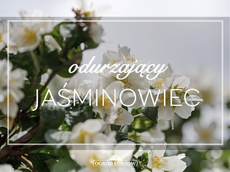 Odurzający Jaśminowiec