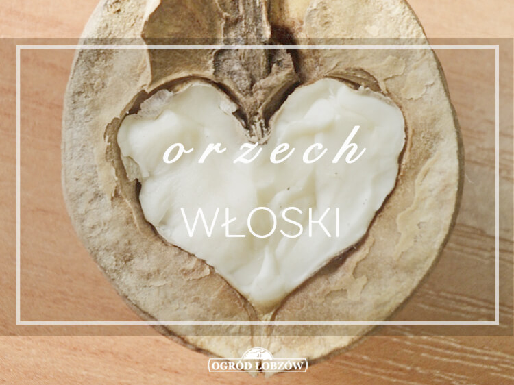 Orzech włoski