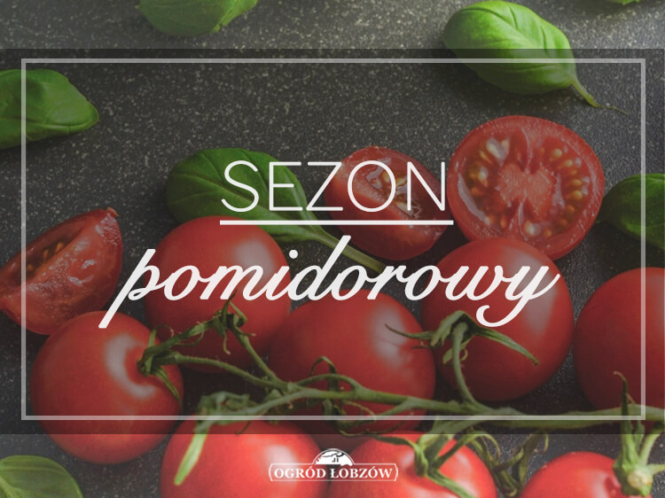 Sezon pomidorowy