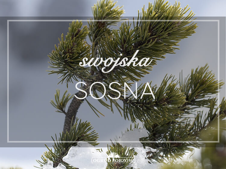 Swojska Sosna