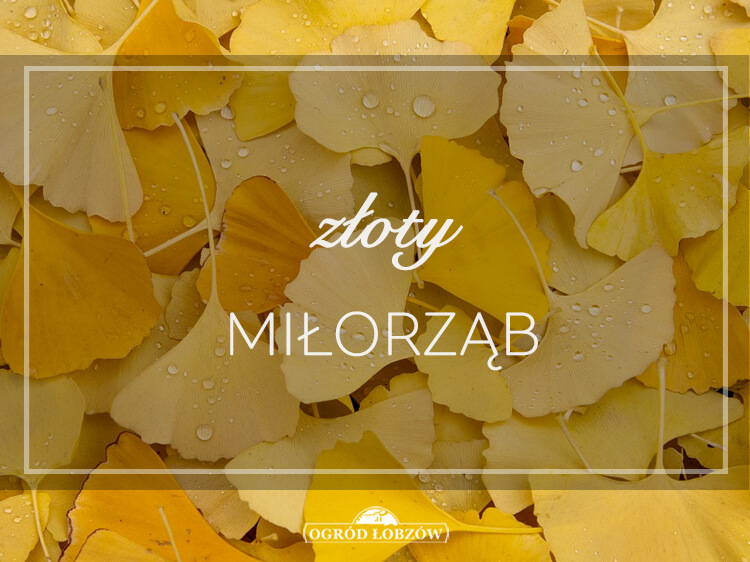 Złoty Miłorząb