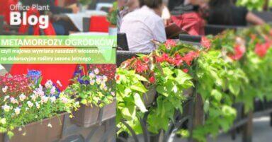 Metamorfozy ogródków