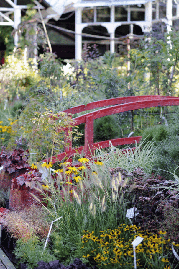 Rabata z jesiennymi roślinami wieloletnimi 