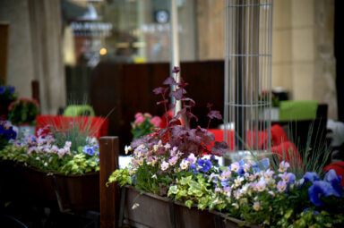 Realizacja aranżacji zieleni w restauracji