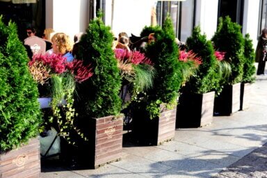 Realizacja aranżacji zieleni w restauracji (6)