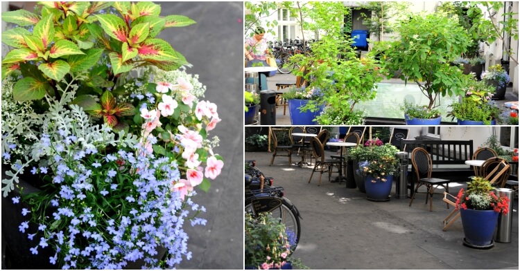 Office Plant Blog_cieniste podworce Kraków cieniste podworce 1