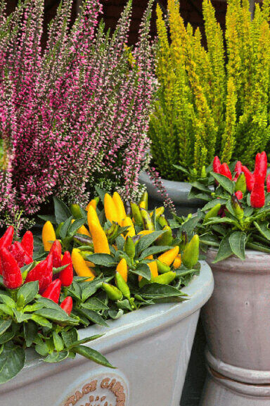 Kompozycja w donicach z wrzosami i paprykami ozdobnymi.