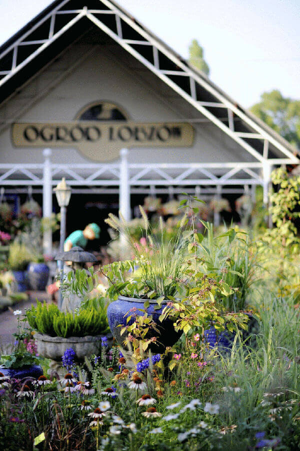 Aranżacja stworzona z roślin wieloletnich przed sklepem.