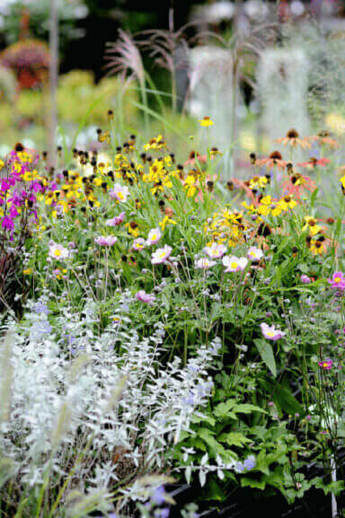 Kompozycja z zawilcem japońskim i dzielżanem.