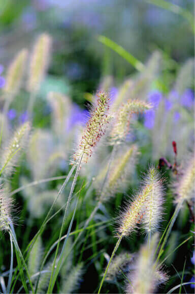 Kwiatostany rozplenicy japońskiej.