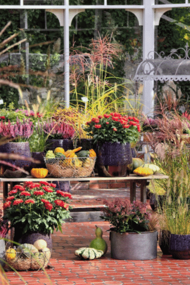 Jesienna aranżacja z chryzantemami.