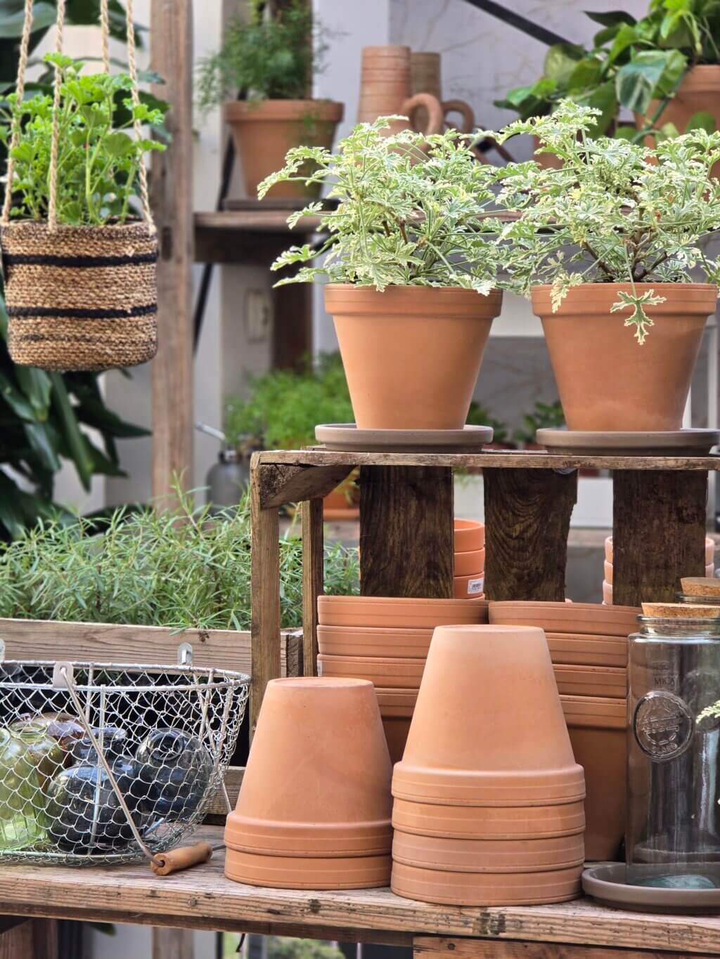 aranżacja z geranium