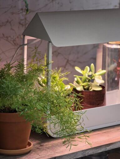 szklarenka doświetlająca rośliny