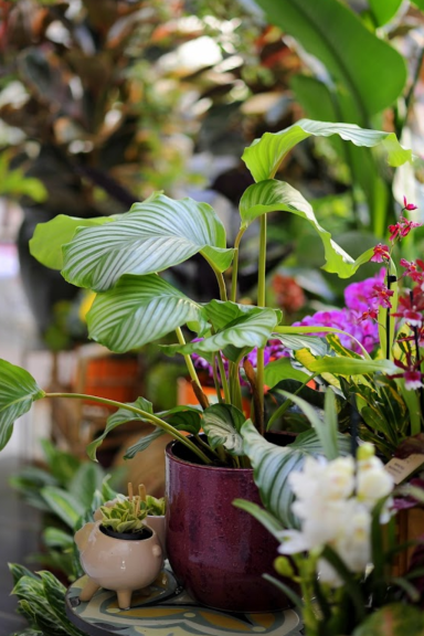 rośliny domowe - calatea