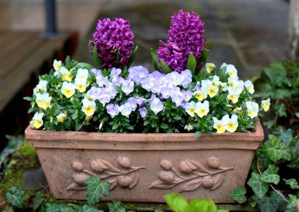 skrzynka pełna wiosennych kwiatów