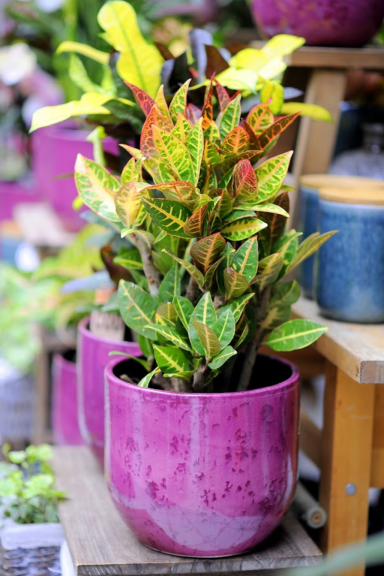 kroton w różowej osłonce