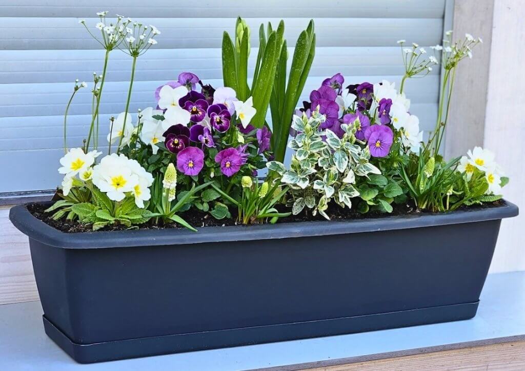 skrzynka z wiosennymi kwiatami