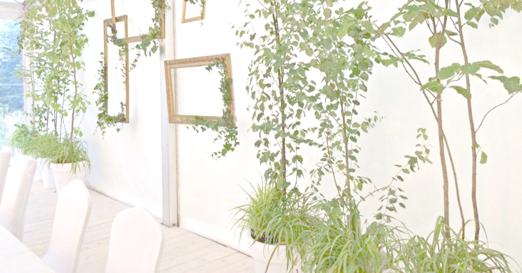Office Plant Blog_weselny ogród wypożyczalnia roślin Kraków