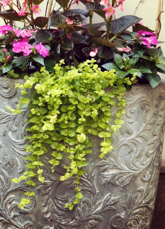 Office Plant Blog_urok detalu.