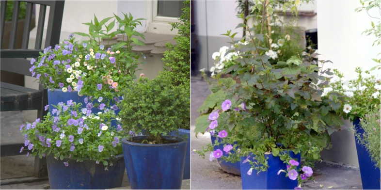 Office Plant Blog_metamorfozy ogródków kraków mono