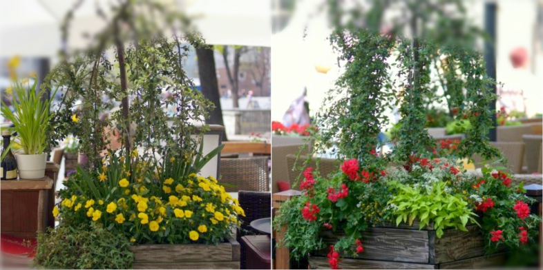 Office Plant Blog_metamorfozy ogródków